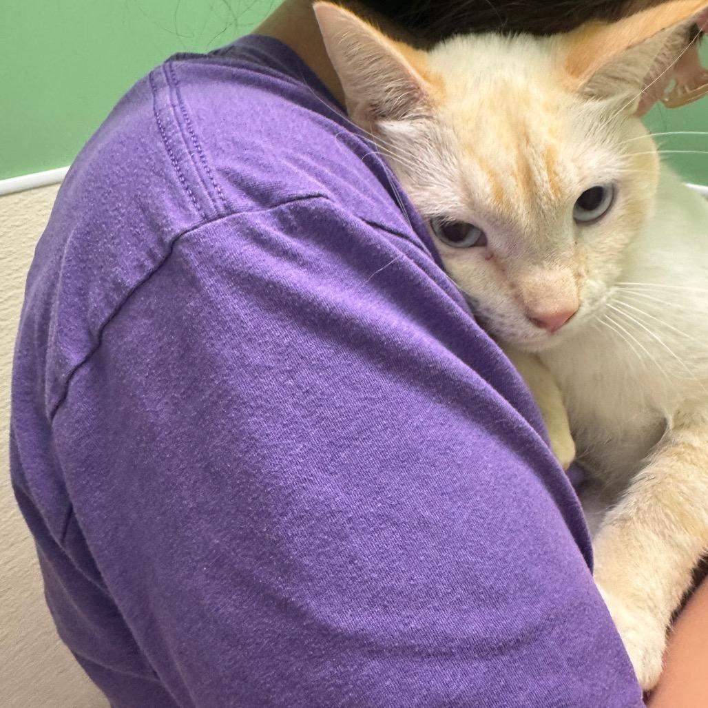 Enlarge #59, a Adoptable Siamese in Pekin, IL image 2/4