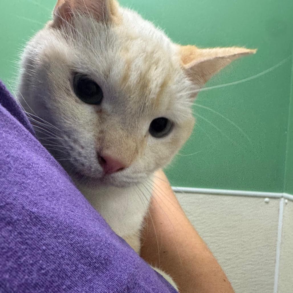 Enlarge #59, a Adoptable Siamese in Pekin, IL image 3/4