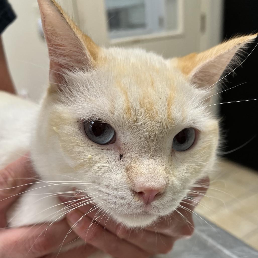 Enlarge #59, a Adoptable Siamese in Pekin, IL image 4/4