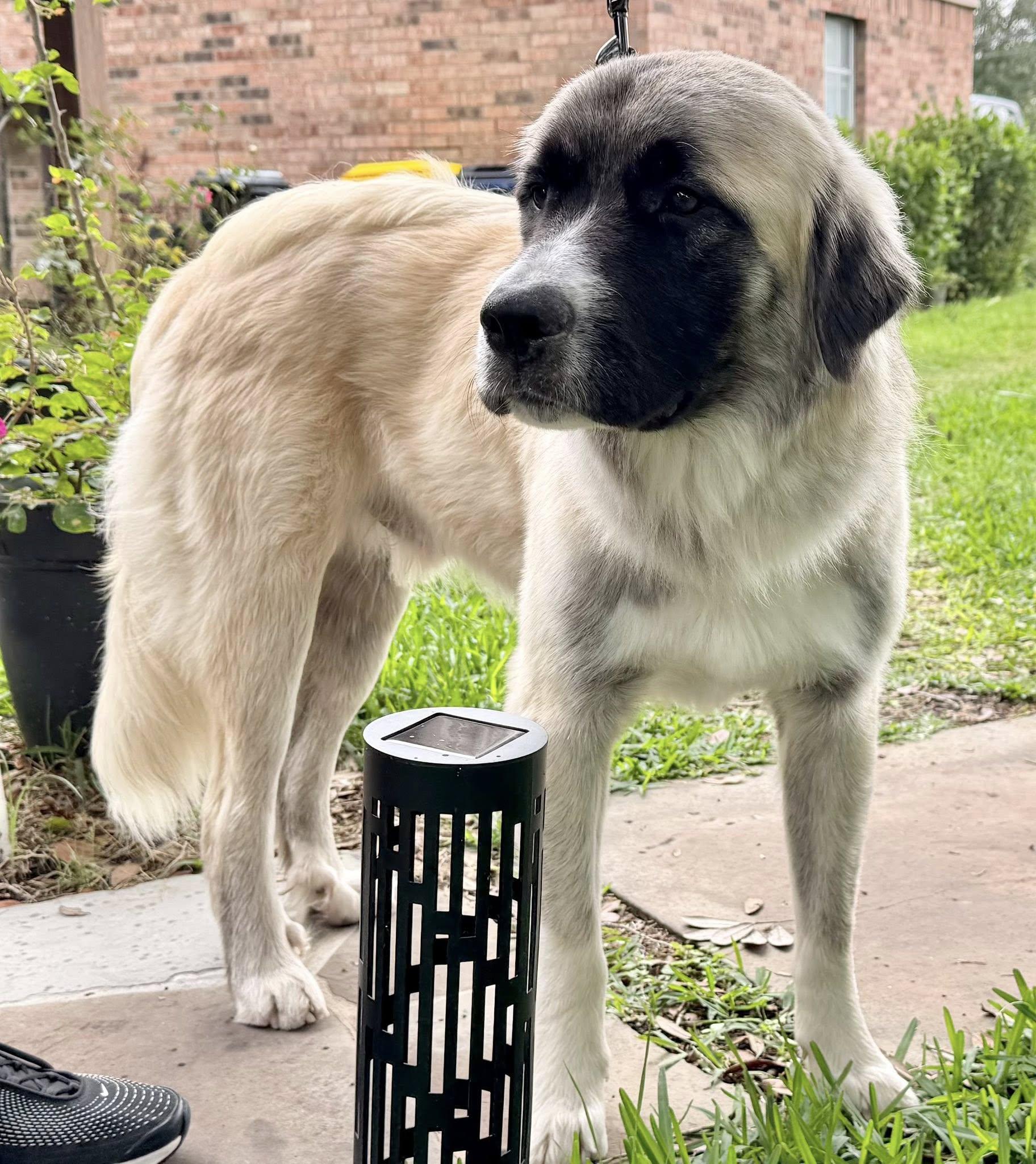 HANK- HOUSTON TX- PENDING IN FOSTER TO ADOPT HOME, ADOPTABLE, Young Male Anatolian Shepherd & Great Pyrenees.
