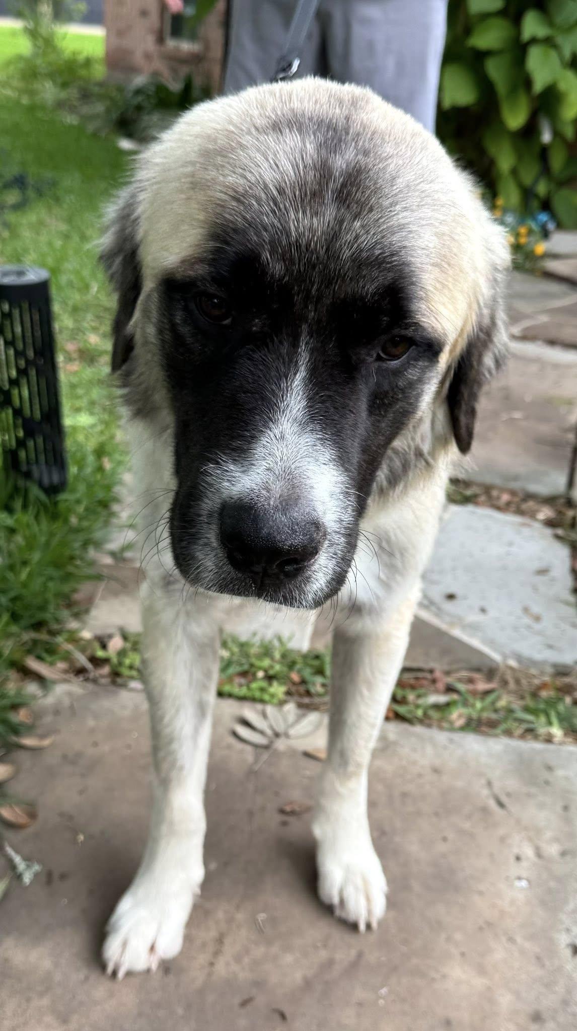 Enlarge HANK- HOUSTON TX- PENDING IN FOSTER TO ADOPT HOME, a ADOPTABLE mixed breed in Alvin, TX image 3/3