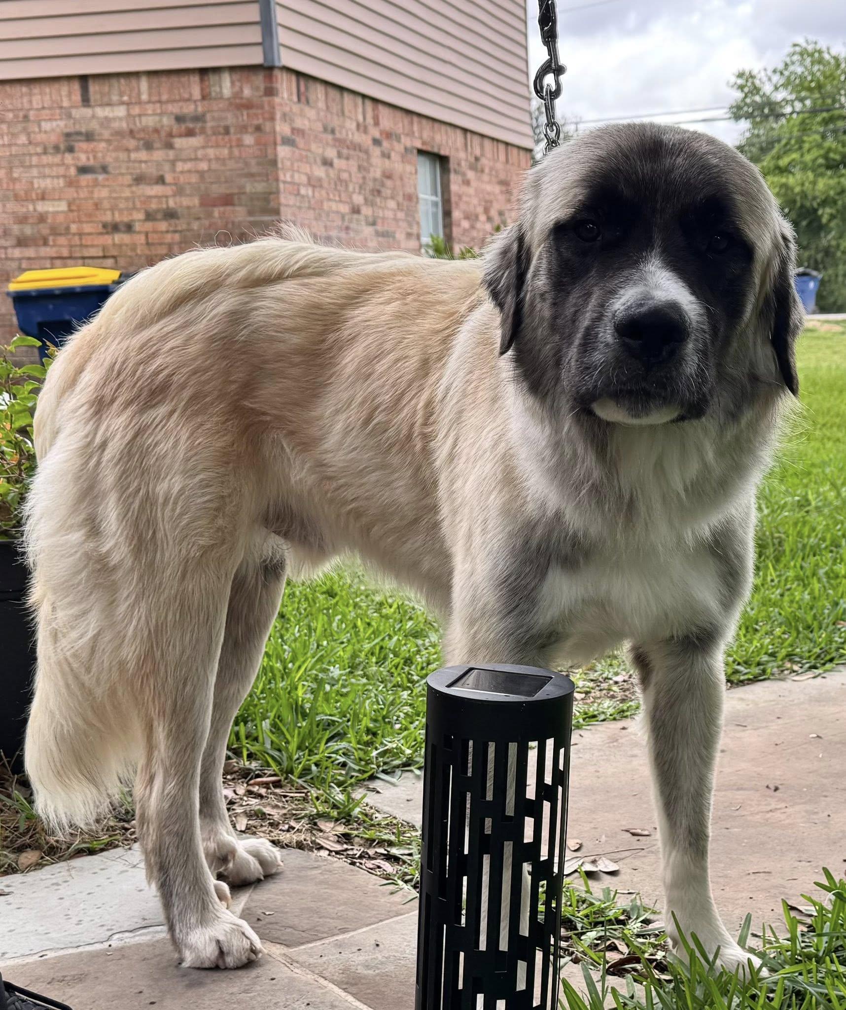 Enlarge HANK- HOUSTON TX- PENDING IN FOSTER TO ADOPT HOME, a ADOPTABLE mixed breed in Alvin, TX image 2/3