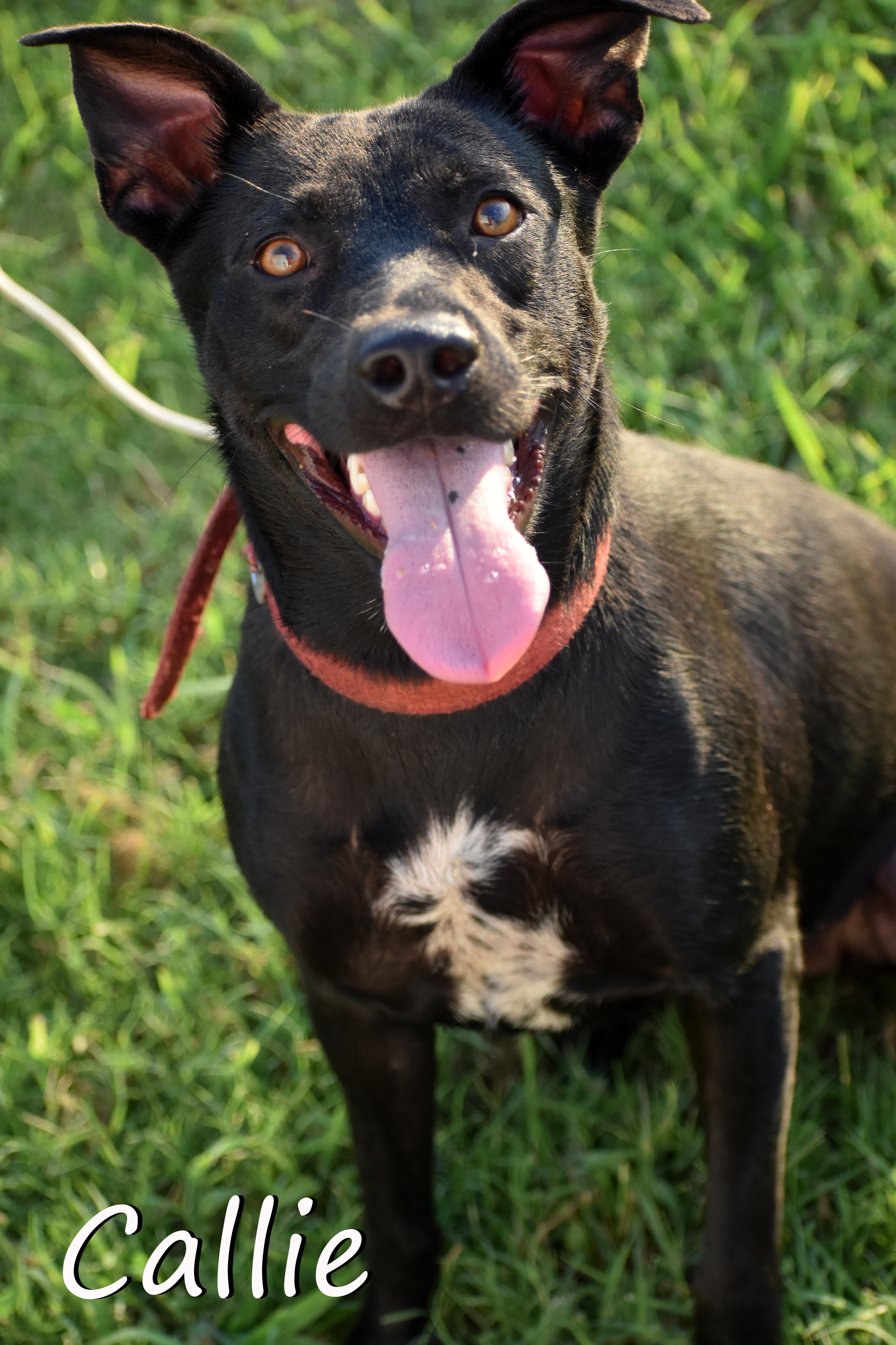 Callie, Adult Female American Staffordshire Terrier