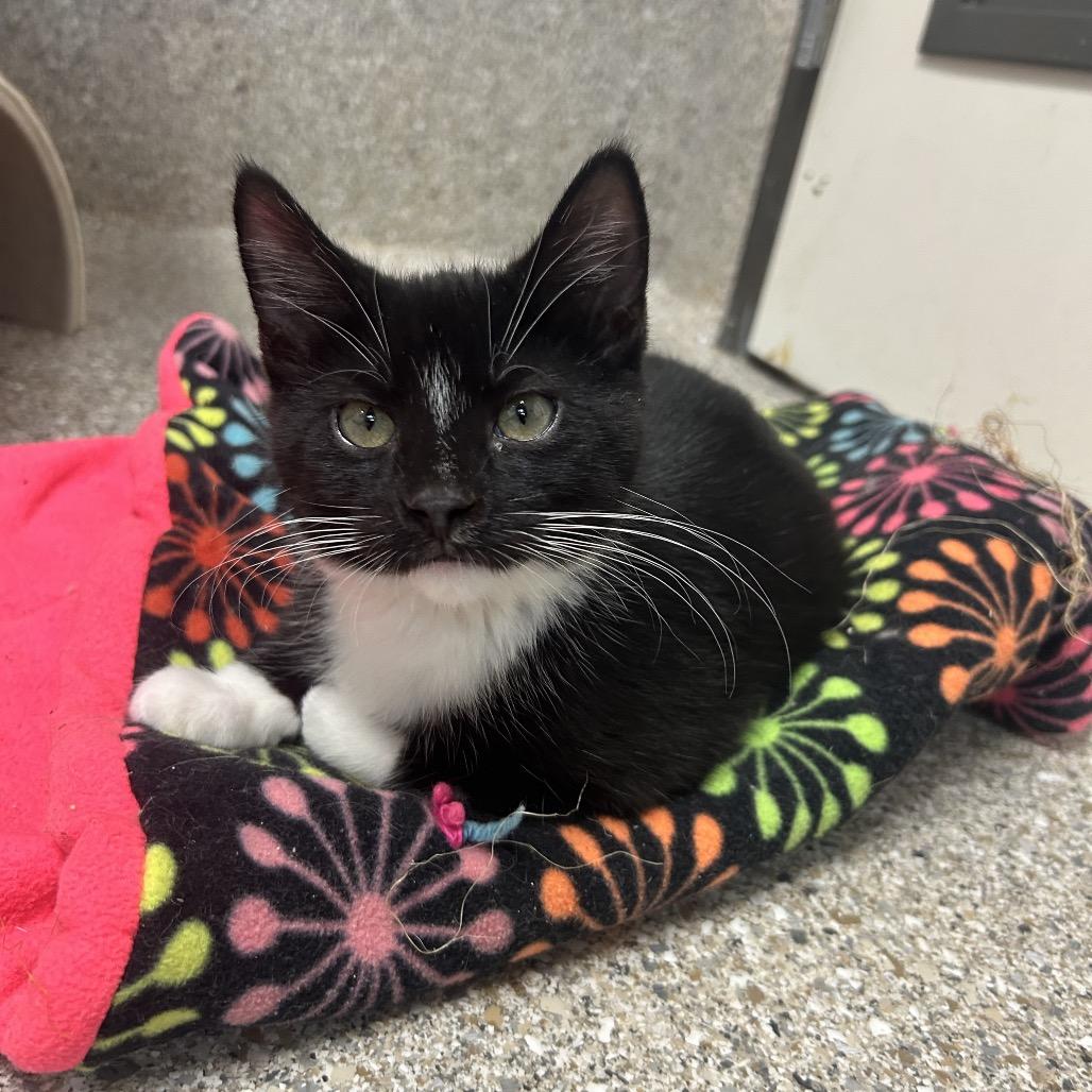 Finnick, Adoptable, Kitten Male Domestic Short Hair.