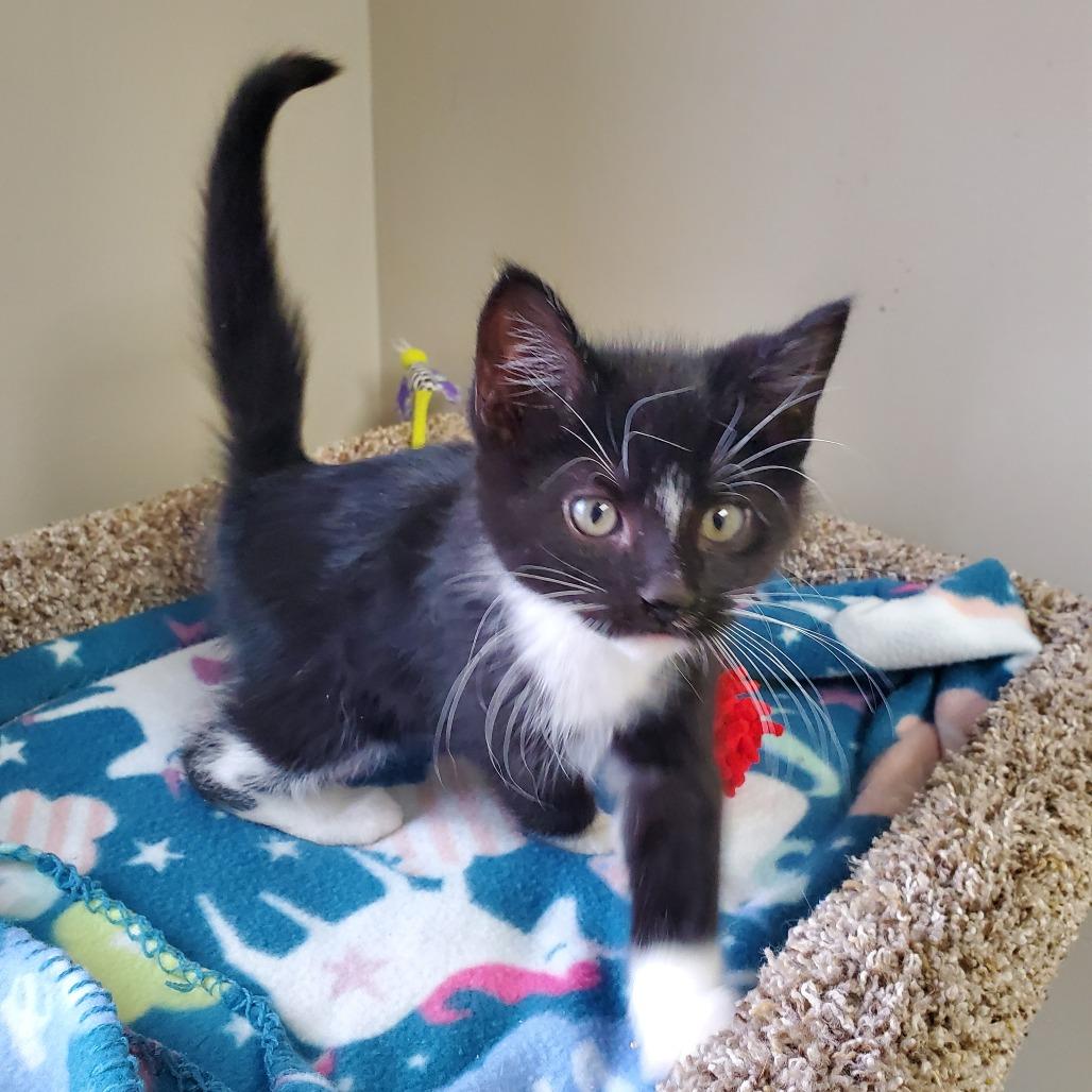 Enlarge Finnick, a Adoptable Domestic Short Hair in Detroit Lakes, MN image 2/3