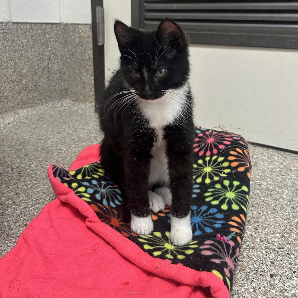 Enlarge Finnick, a Adoptable Domestic Short Hair in Detroit Lakes, MN image 3/3