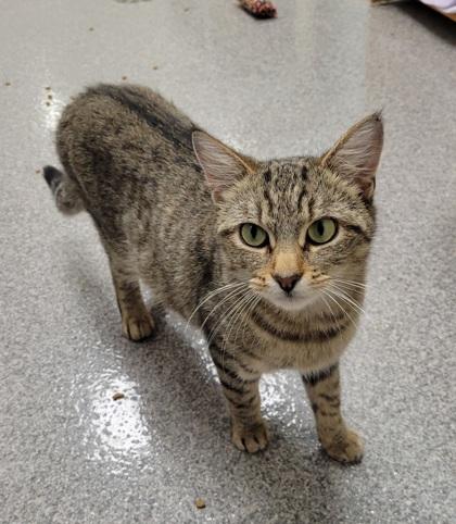 Dapple, Adoptable, Young Female Domestic Short Hair & Domestic Short Hair.