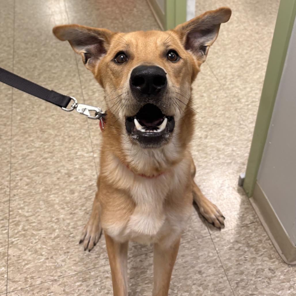 Enlarge Edison, a Adoptable Mixed Breed in Warren, PA image 1/1