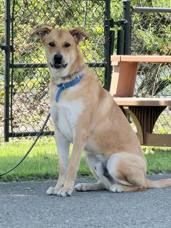 Edison, Adoptable, Adult Male Mixed Breed.