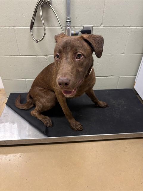 Enlarge APOLLO, a Adoptable mixed breed in Minneapolis, MN image 1/1