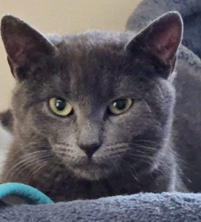 BLEU, a Adoptable Domestic Short Hair in Spotswood, NJ image 1/6