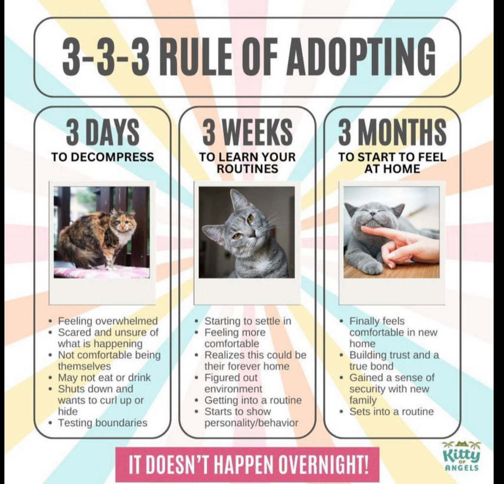 BLEU, a Adoptable Domestic Short Hair in Spotswood, NJ image 6/6