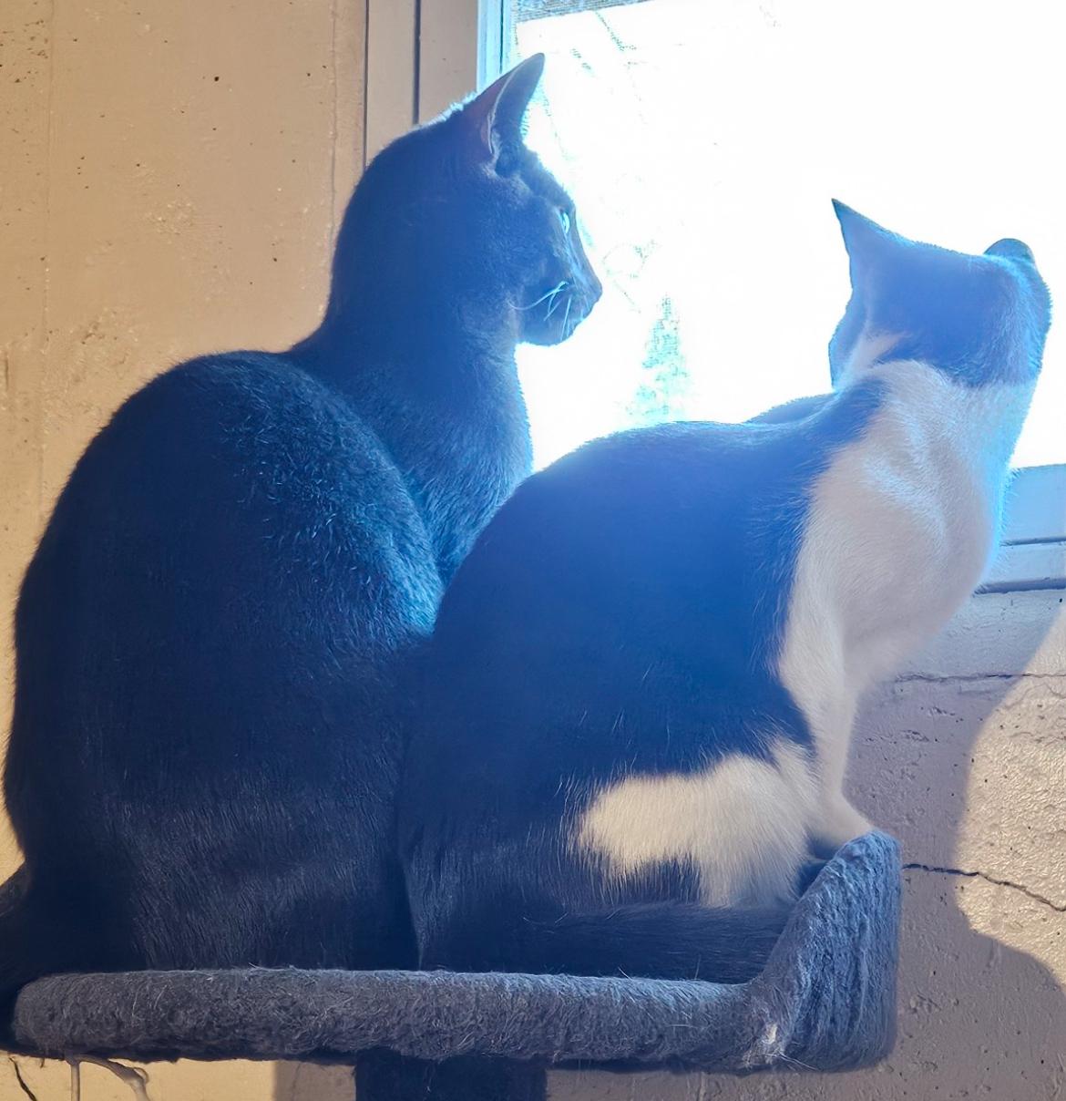 BLEU, a Adoptable Domestic Short Hair in Spotswood, NJ image 3/6