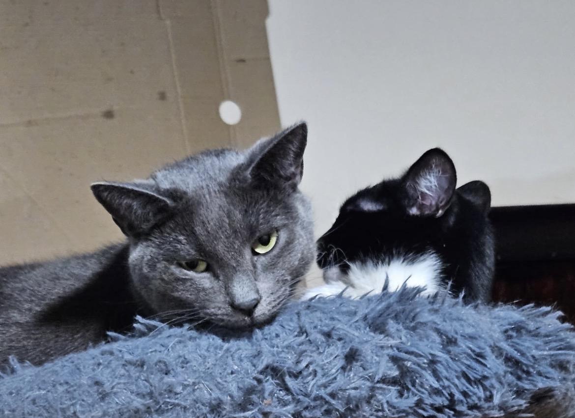 BLEU, a Adoptable Domestic Short Hair in Spotswood, NJ image 2/6