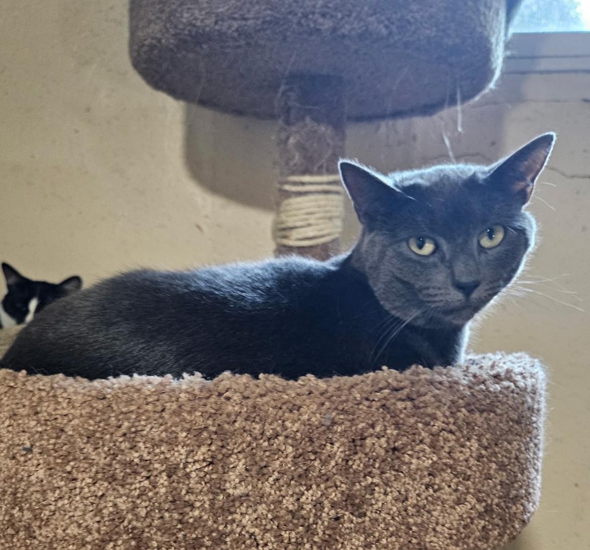 BLEU, a Adoptable Domestic Short Hair in Spotswood, NJ image 2/6