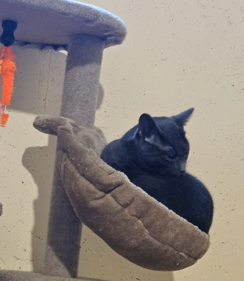 BLEU, a Adoptable Domestic Short Hair in Spotswood, NJ image 4/6