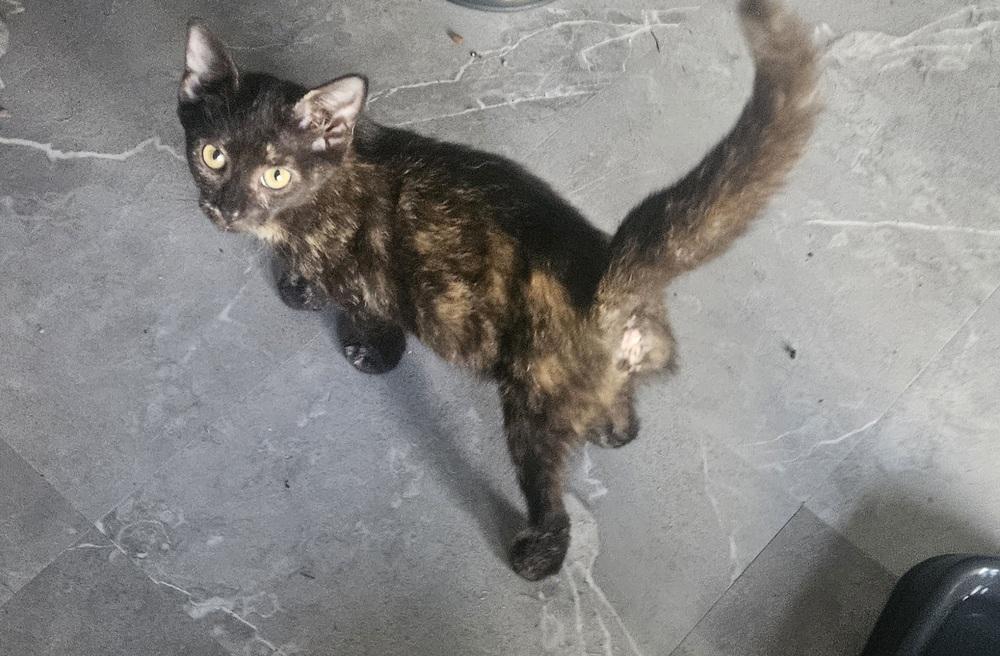 Nadia, Adoptable, Kitten Female Domestic Short Hair.