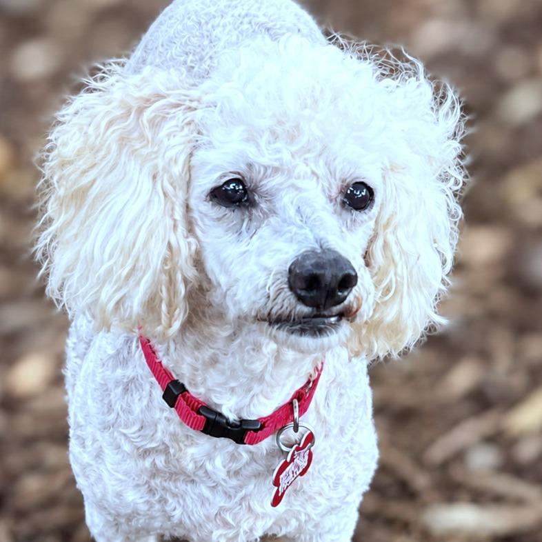 Paris, Adoptable, Senior Female Miniature Poodle.