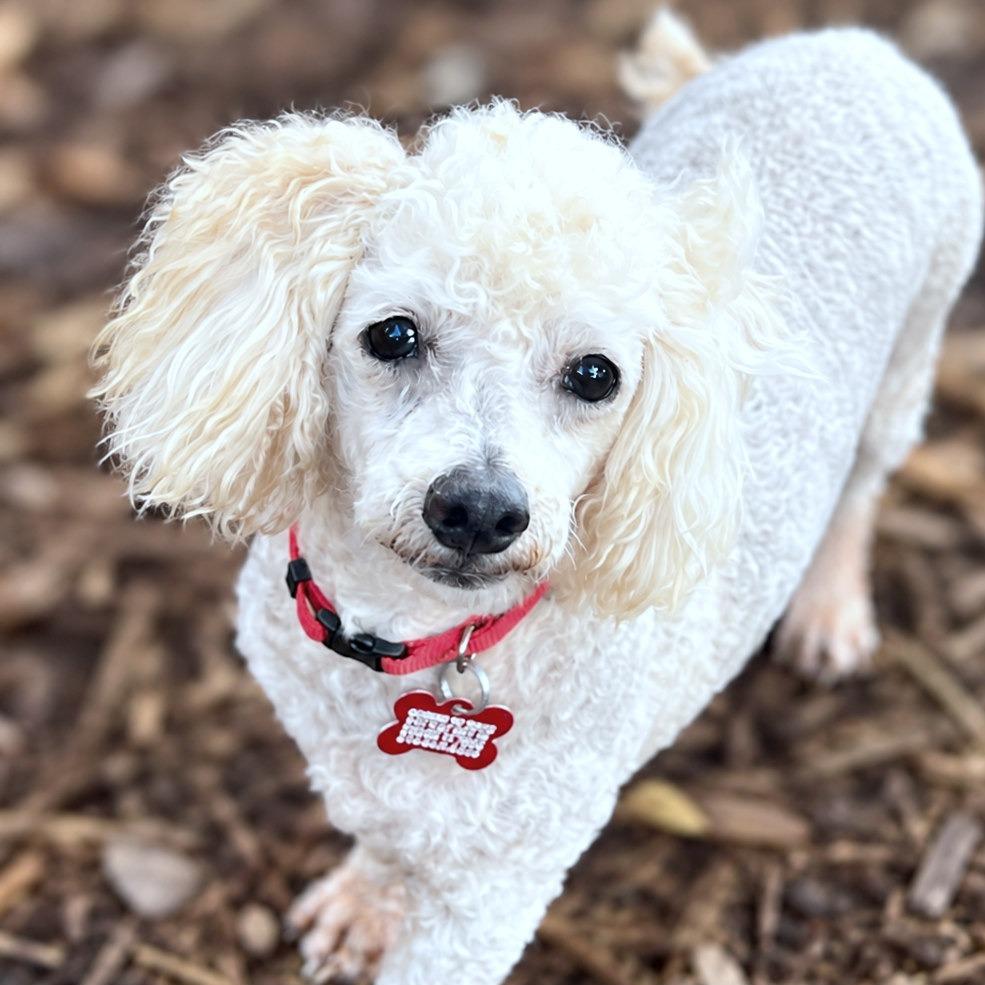 Enlarge Paris, a Adoptable Miniature Poodle in Boerne, TX image 2/5
