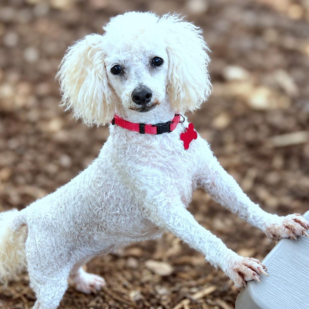 Enlarge Paris, a Adoptable Miniature Poodle in Boerne, TX image 3/5