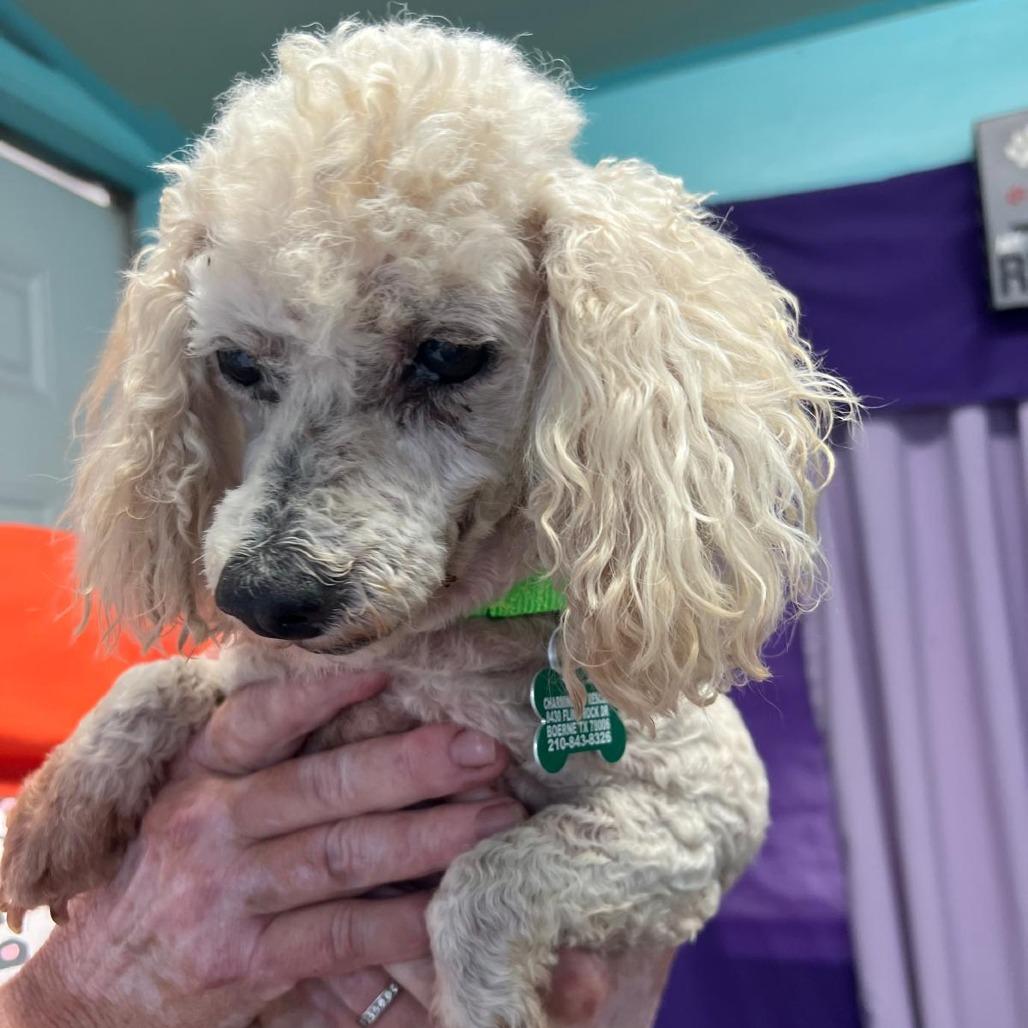 Enlarge Paris, a Adoptable Miniature Poodle in Boerne, TX image 4/5