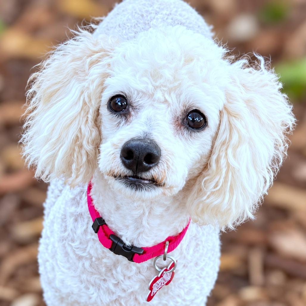 Enlarge Paris, a Adoptable Miniature Poodle in Boerne, TX image 5/5