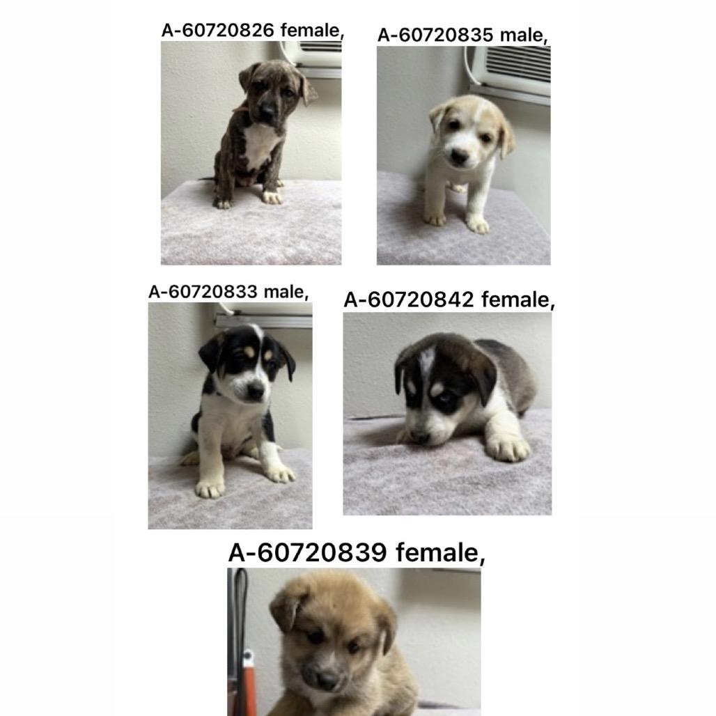 Enlarge 480 (2026) Dottie, a Adoptable mixed breed in Parker, CO image 6/6