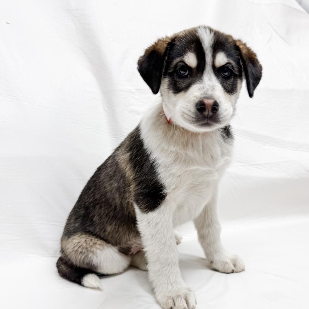 Enlarge 480 (2026) Dottie, a Adoptable mixed breed in Parker, CO image 3/6