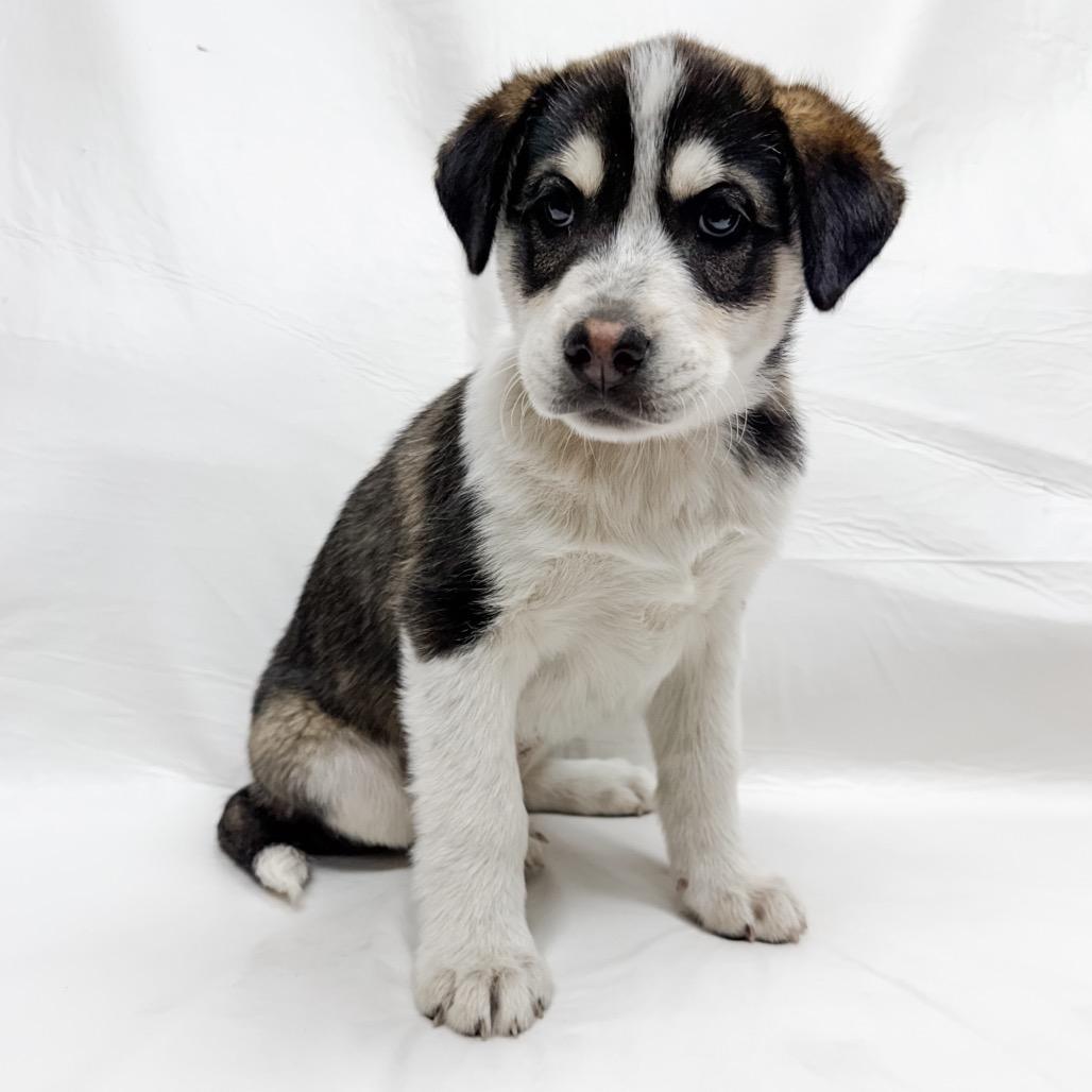 Enlarge 480 (2026) Dottie, a Adoptable mixed breed in Parker, CO image 2/6