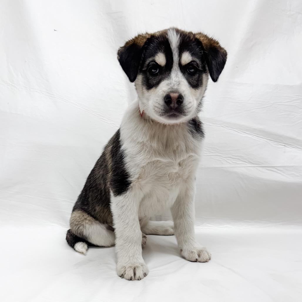 Enlarge 480 (2026) Dottie, a Adoptable mixed breed in Parker, CO image 1/6