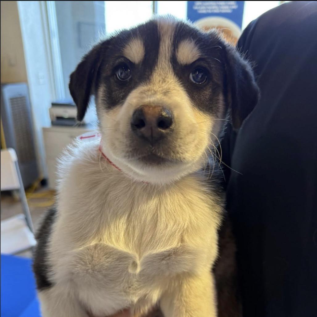 Enlarge 480 (2026) Dottie, a Adoptable mixed breed in Parker, CO image 5/6