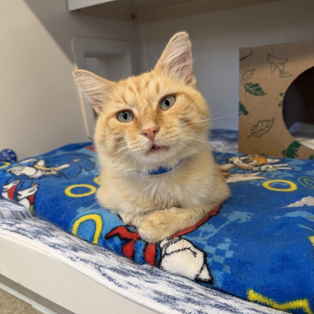 Blue Eyes, Adoptable, Adult Male Domestic Short Hair.