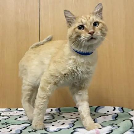 Enlarge Blue Eyes, a Adoptable Domestic Short Hair in Saint Louis, MO image 2/2