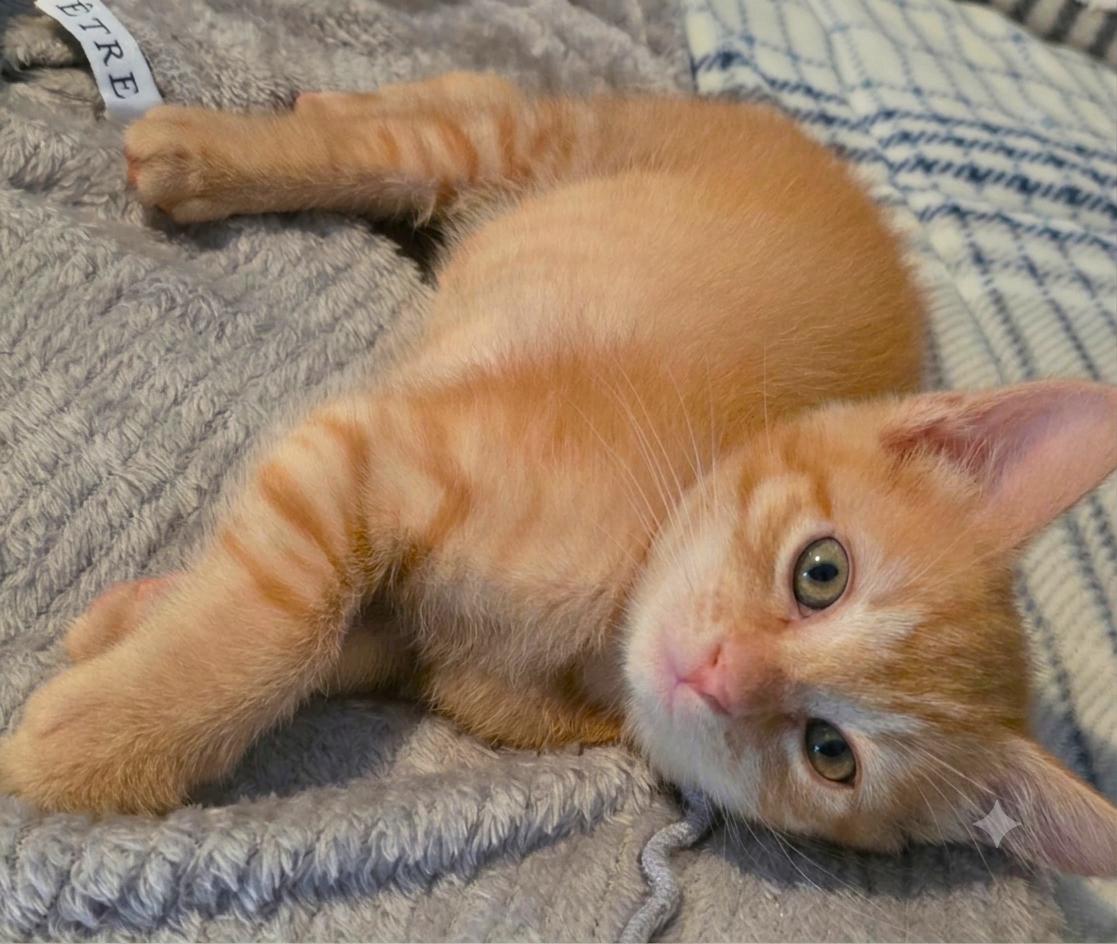 Potter, Adopted, Kitten Male American Bobtail & Tabby.