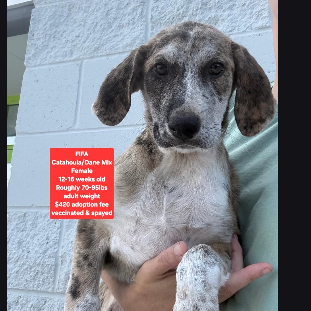 FIFA, adopted, Puppy Female Catahoula Leopard Dog & Great Dane.