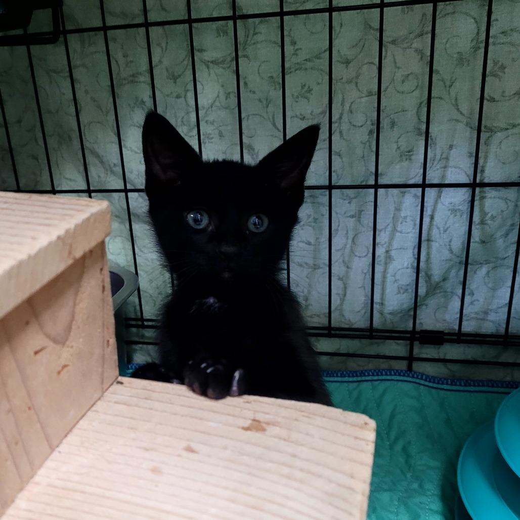 Enlarge Raven, a Adoptable Domestic Short Hair in Allyn, WA image 2/2