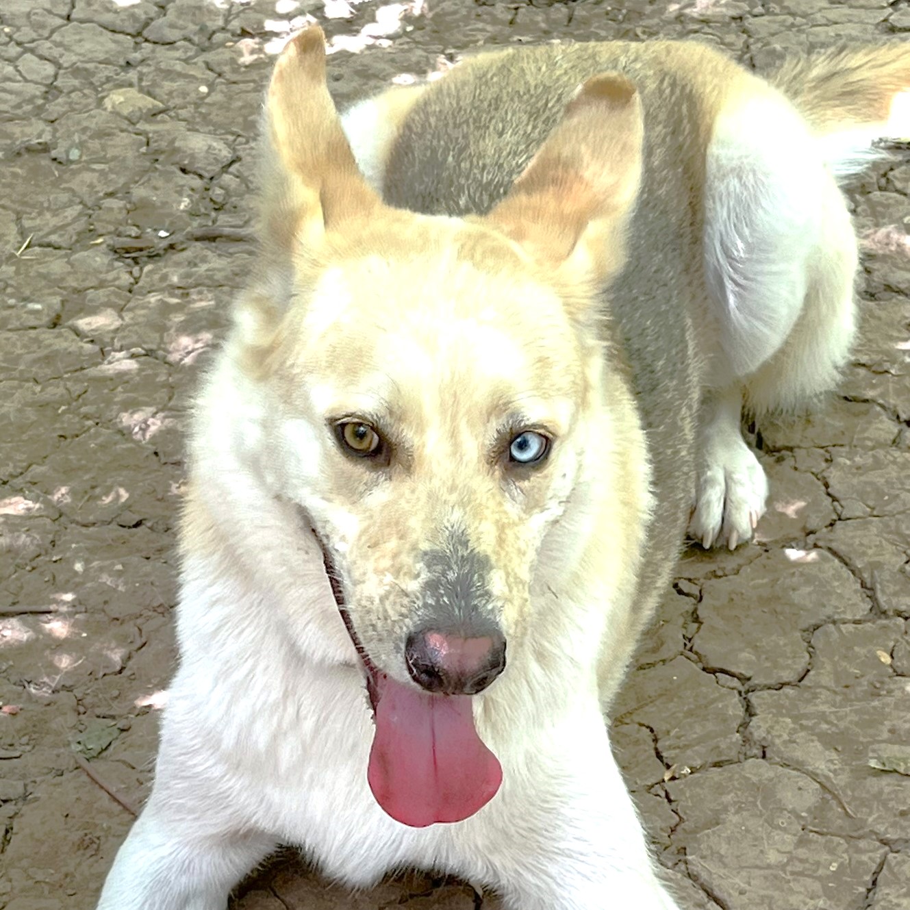 Luka, a Adoptable mixed breed in Godley, TX image 1/6