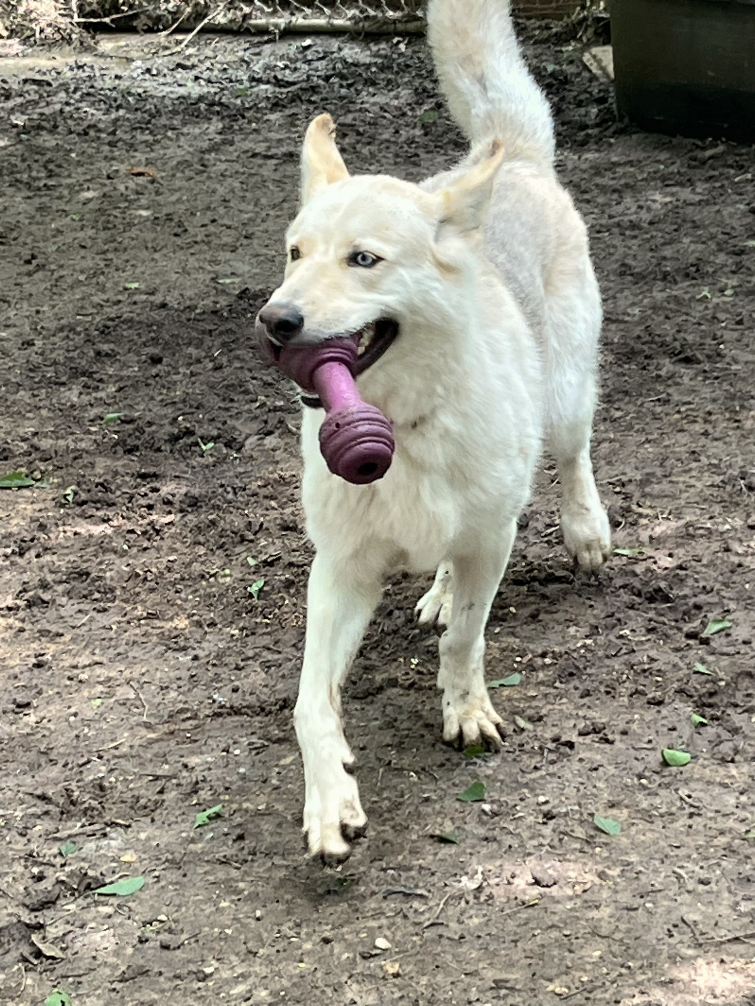 Luka, a Adoptable mixed breed in Godley, TX image 2/6