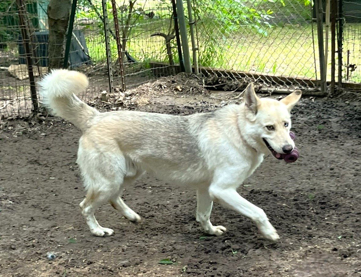 Luka, a Adoptable mixed breed in Godley, TX image 3/6