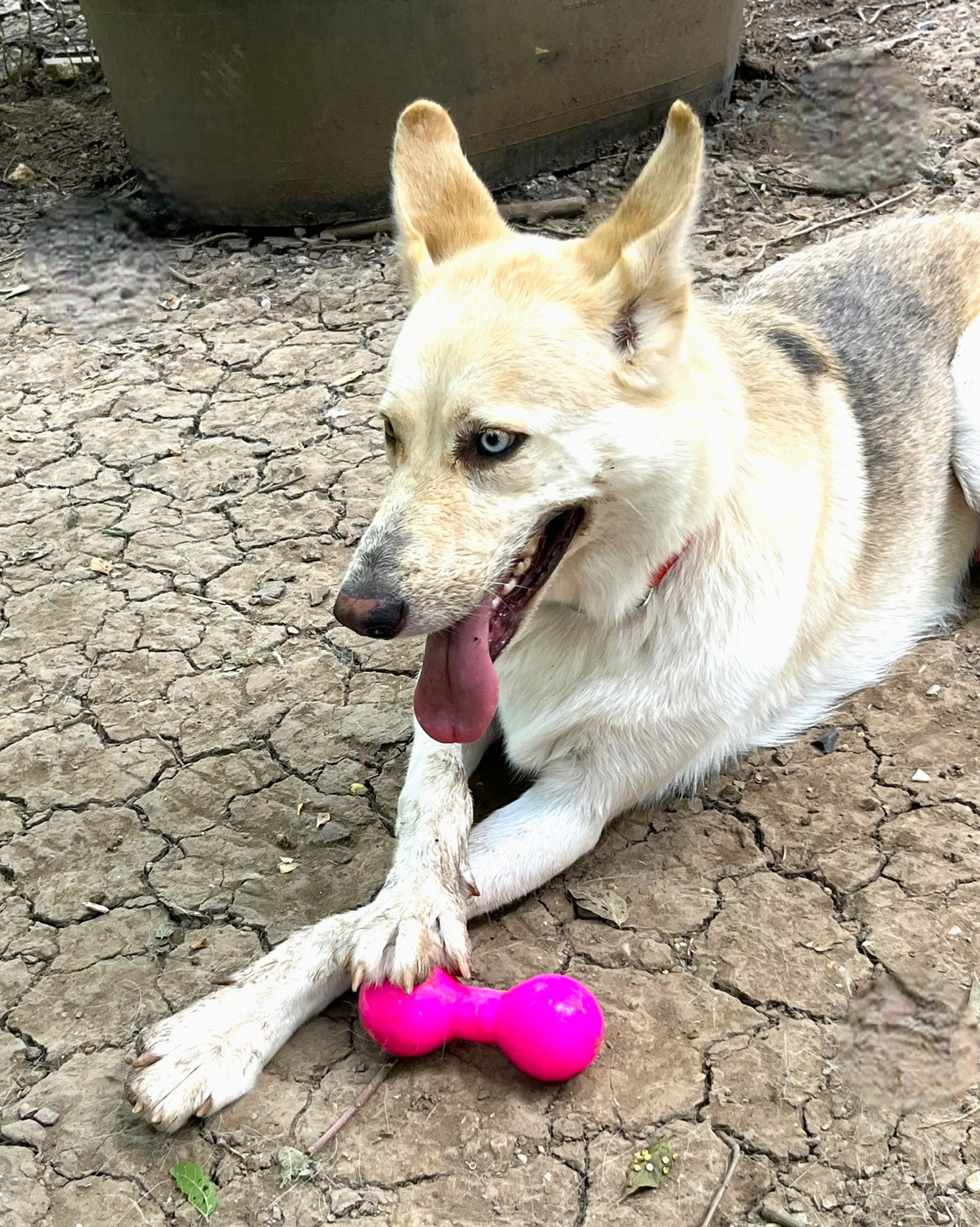 Luka, a Adoptable mixed breed in Godley, TX image 4/6