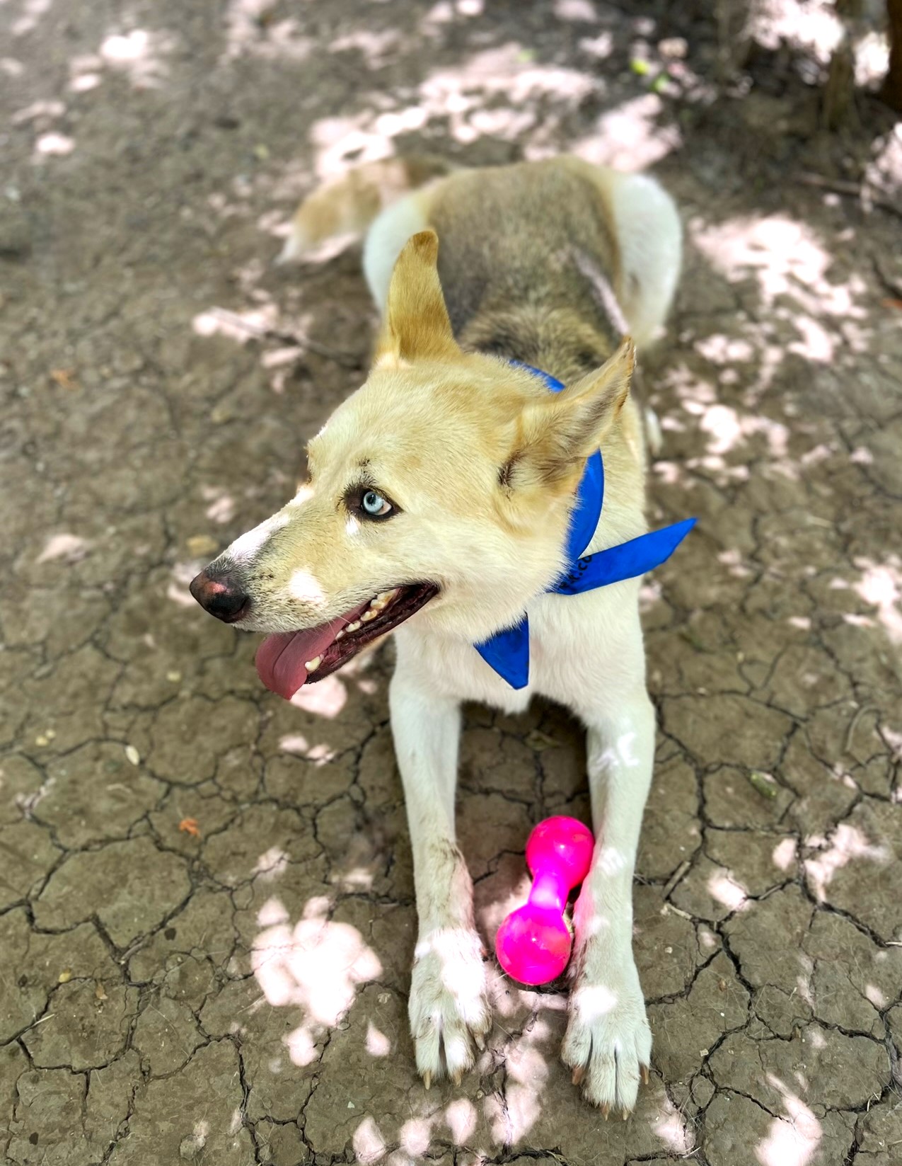 Luka, a Adoptable mixed breed in Godley, TX image 5/6