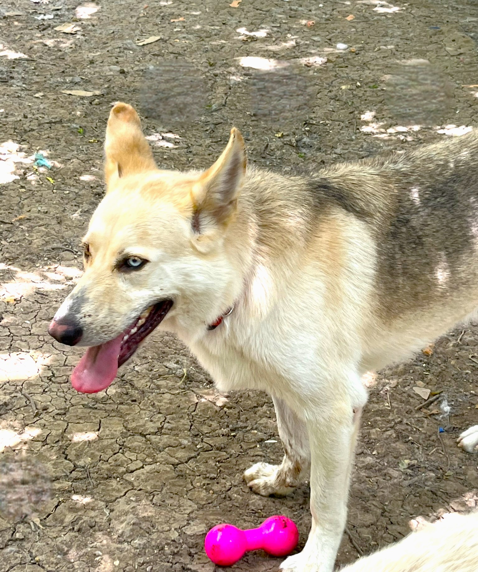 Luka, a Adoptable mixed breed in Godley, TX image 6/6