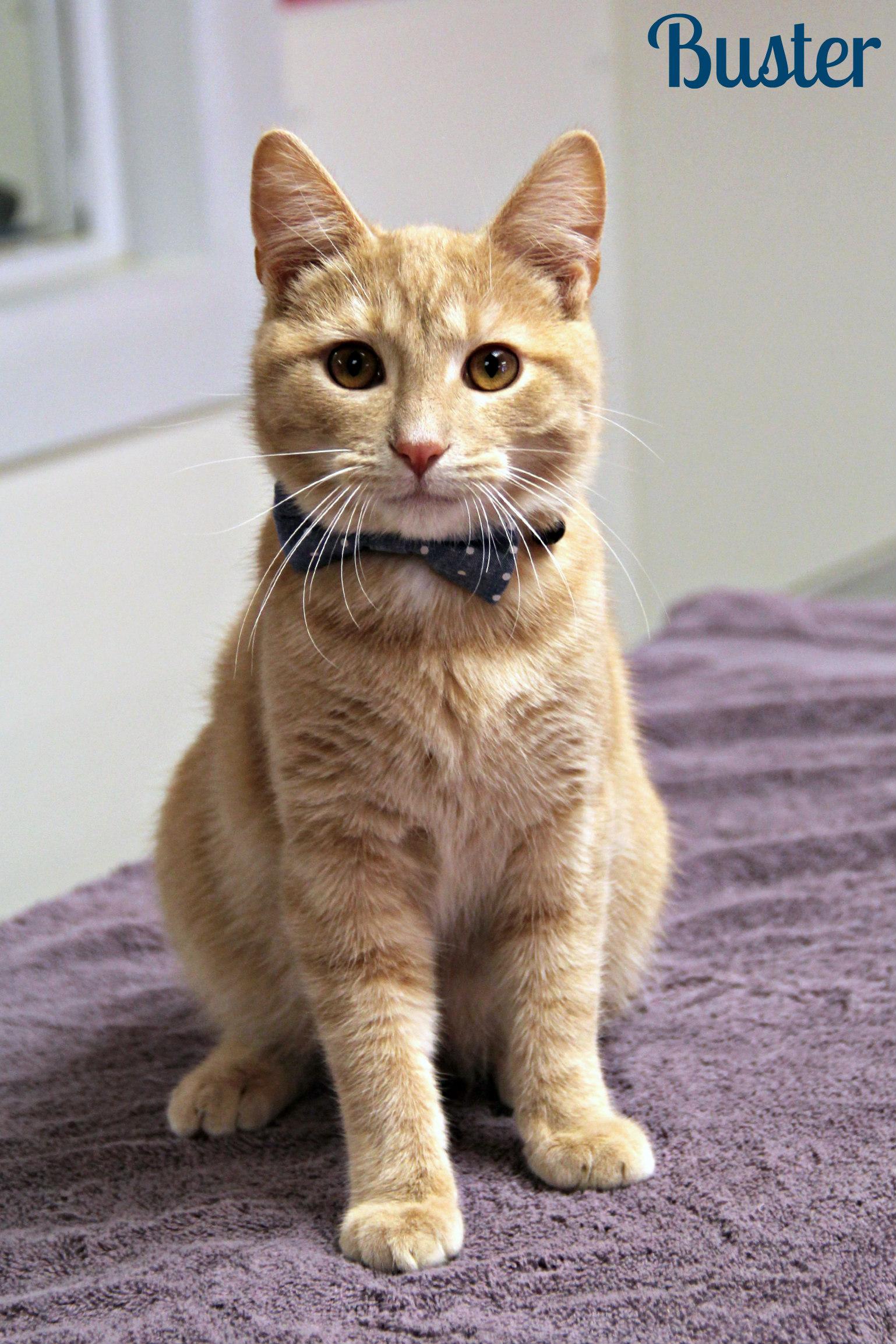 Enlarge Buster, a Adoptable Domestic Short Hair in Vinton, IA image 1/1