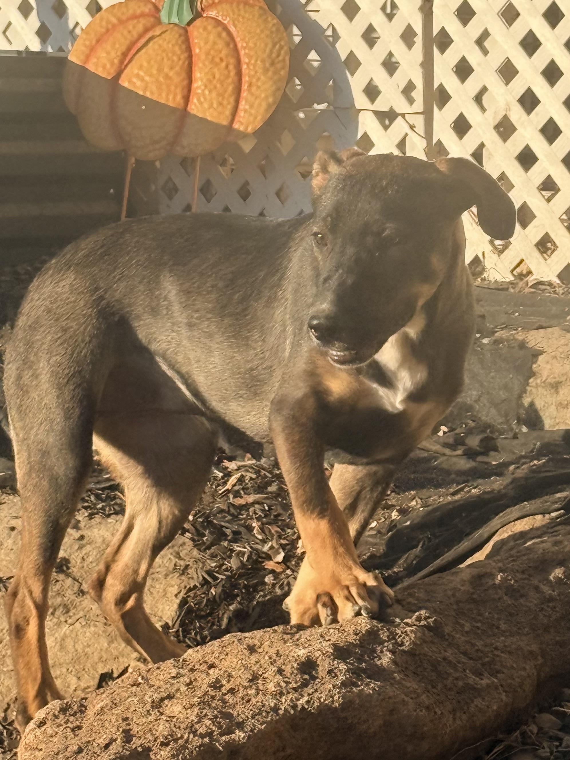 Enlarge Bonnie, a Adoptable mixed breed in valley springs, CA image 3/6
