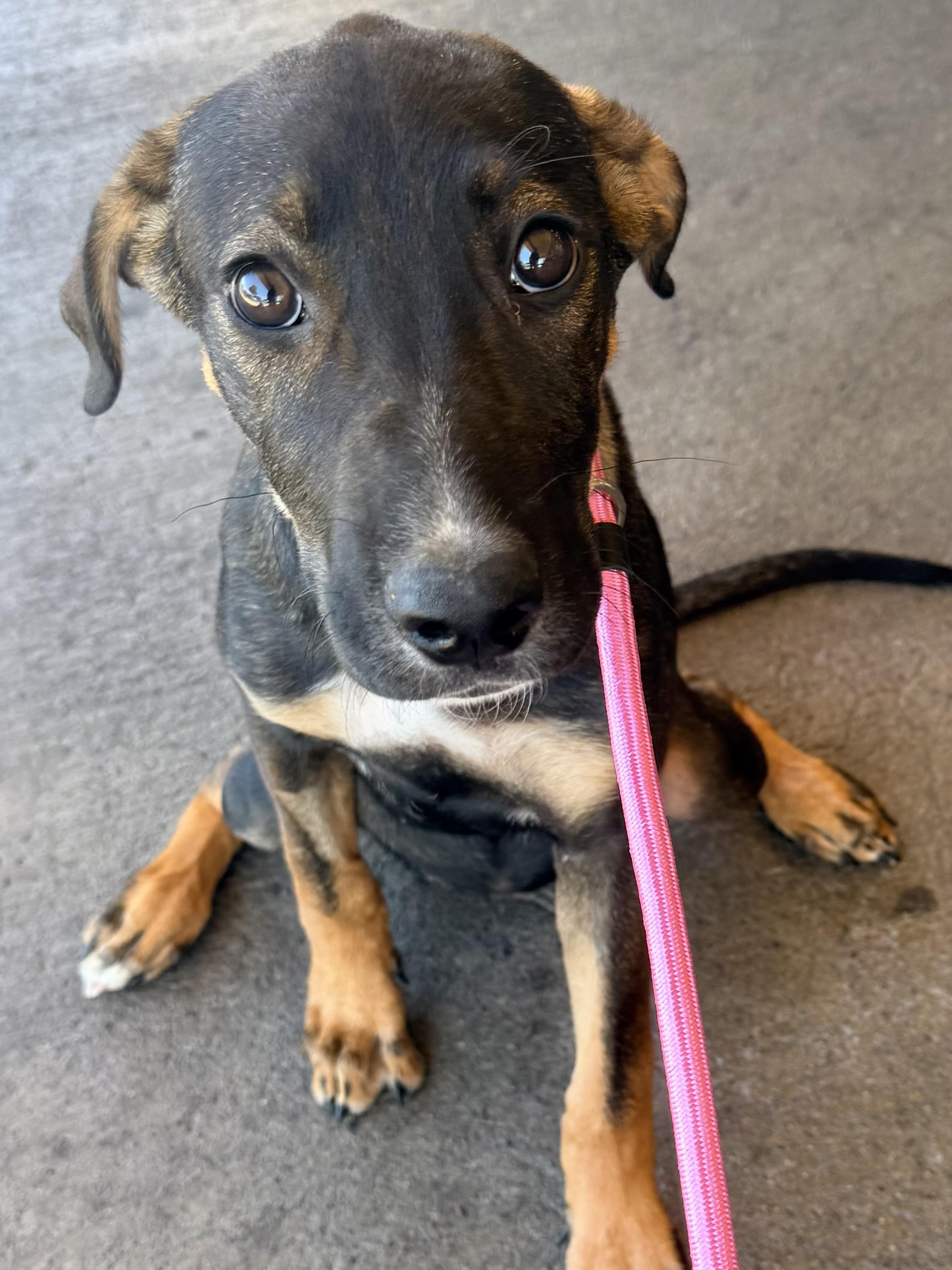 Bonnie, ADOPTABLE, Young Female Chocolate Labrador Retriever & American Staffordshire Terrier.