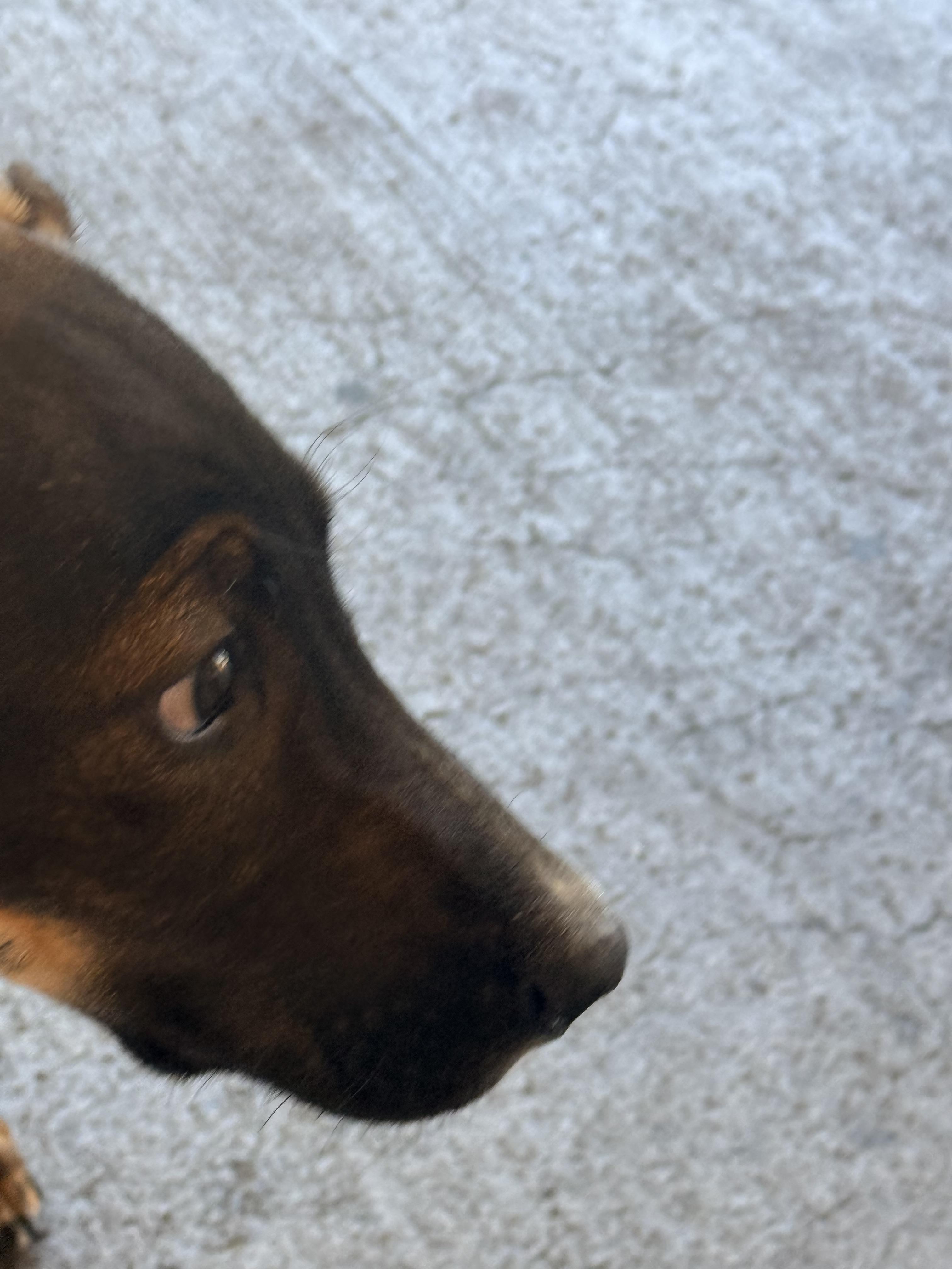 Bonnie, a ADOPTABLE mixed breed in valley springs, CA image 3/3