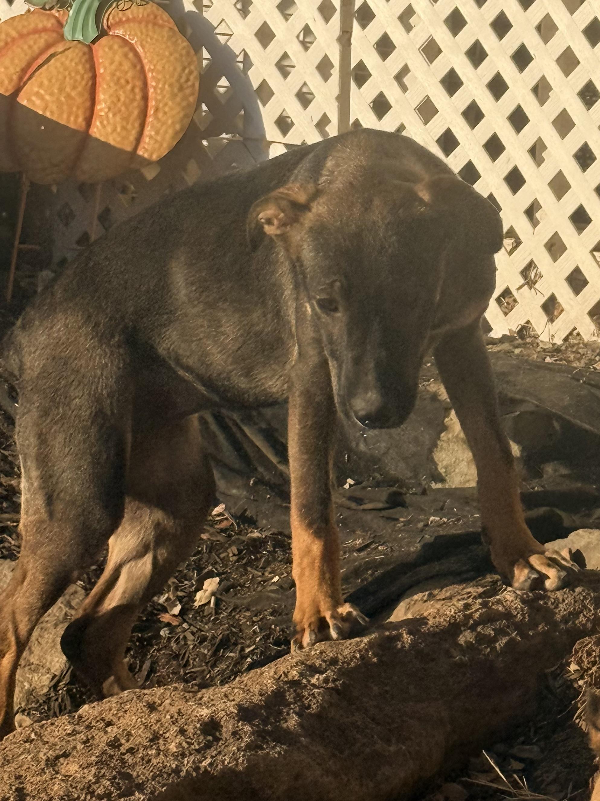 Enlarge Bonnie, a Adoptable mixed breed in valley springs, CA image 2/6