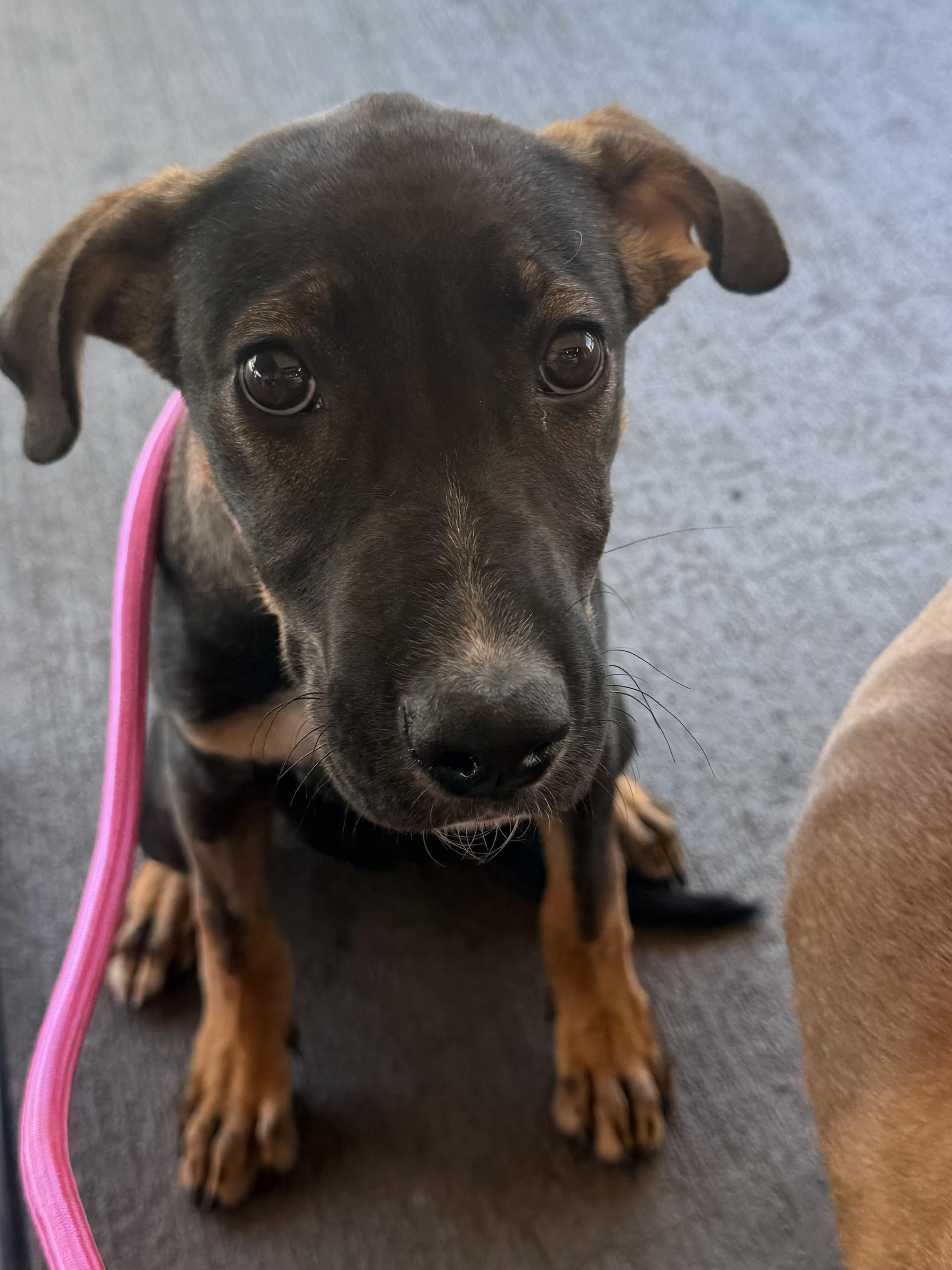 Bonnie, a ADOPTABLE mixed breed in valley springs, CA image 2/3