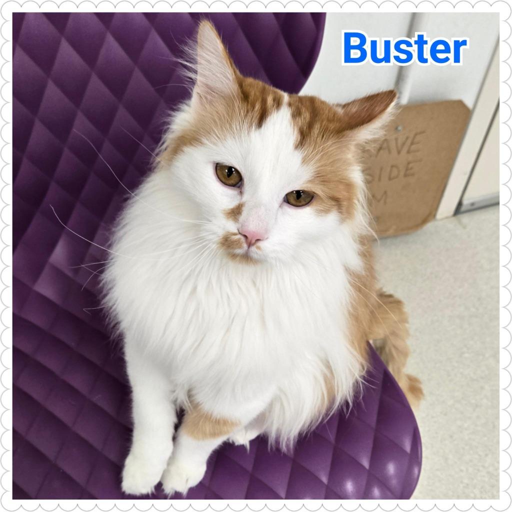 Enlarge Buster, a Adoptable mixed breed in North Saint Paul, MN image 4/6