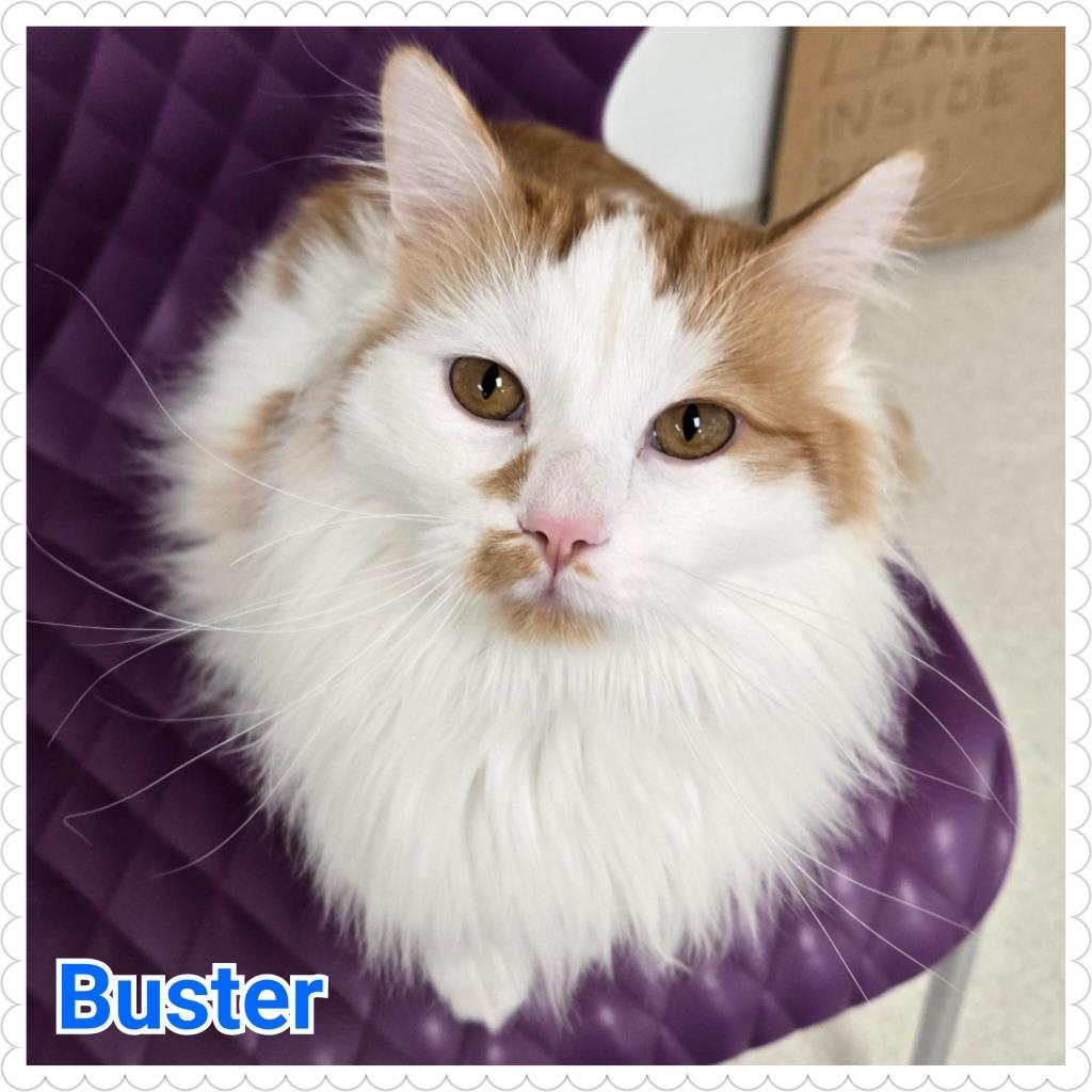 Enlarge Buster, a Adoptable mixed breed in North Saint Paul, MN image 3/6